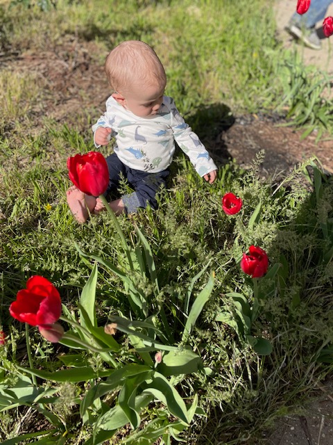 WHite-skinned baby sits on grass amid red tulips.