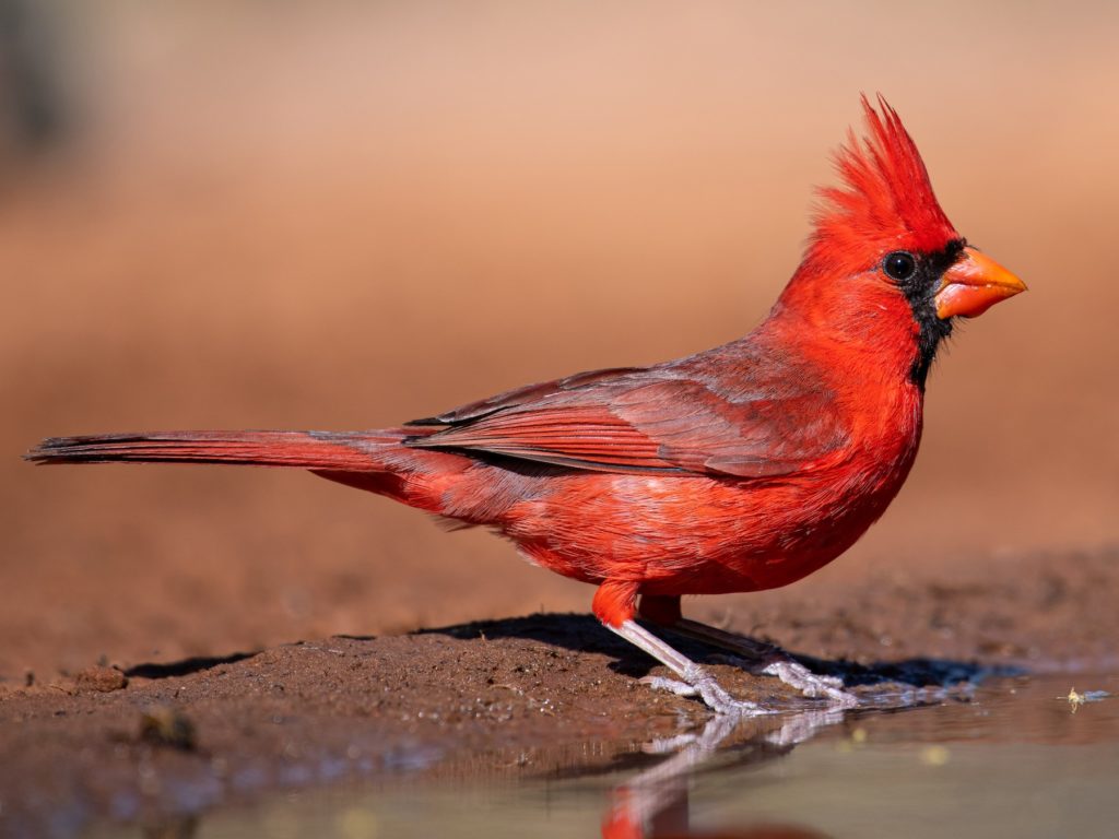Red cardinal bird on the ground.
Courtesy of eBird, https://ebird.org/species/norcar