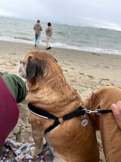 On the beach, gray day, puggle dog close up, people crouched at water's edge in the distance.